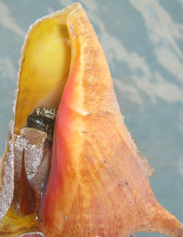 Detail of a Queen Conch with visible eye, snout, and operculum