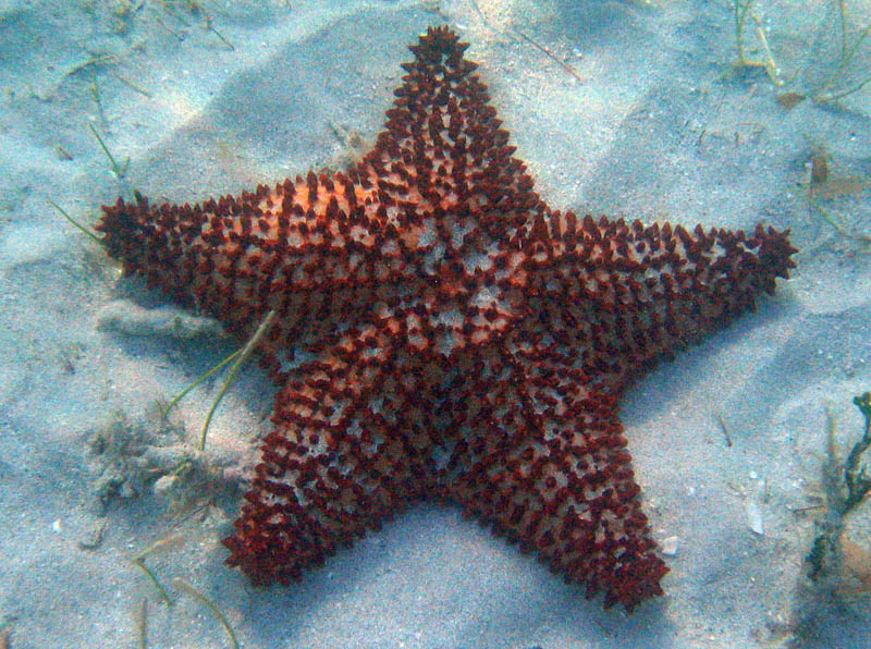 Jojo photographed the seastar