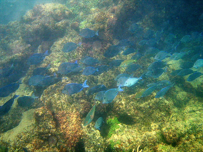 Shoal of blue tang fish. Among them - two surgeonfish and one parrotfish