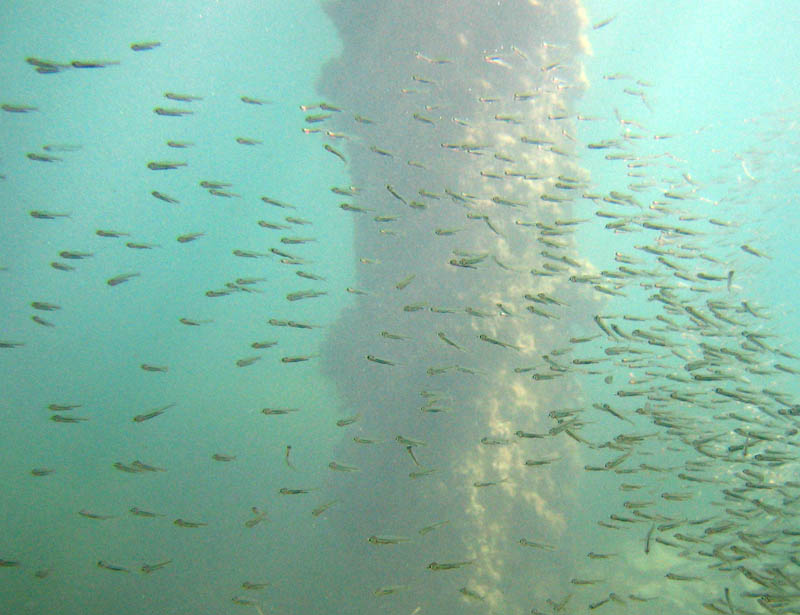 Shoal of young anchovies