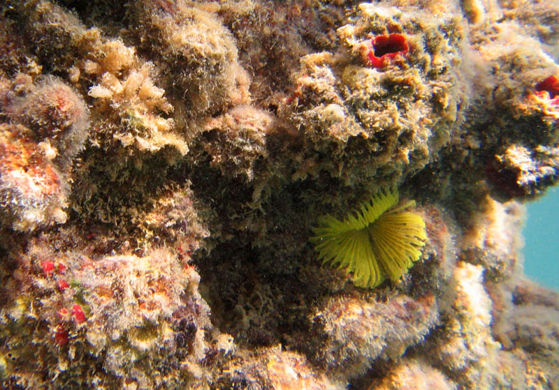 What looks like a tiny little yellow sea flower among corals on a pillar is actually a sea worm