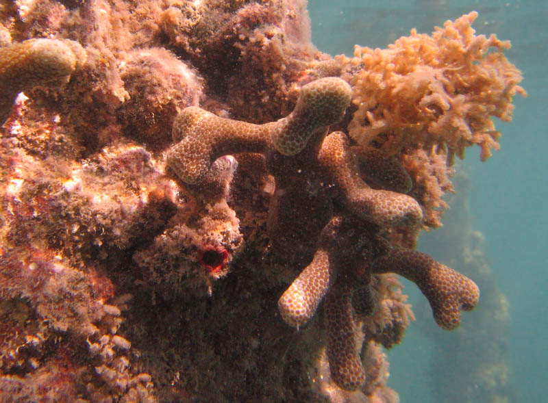Corals on a concrete pillar