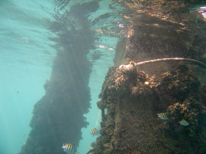 Under the old pier in Esperanza picture 11402