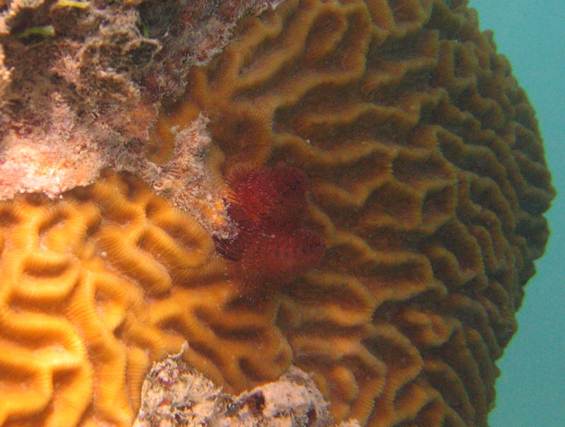 Some tiny things on a brain coral