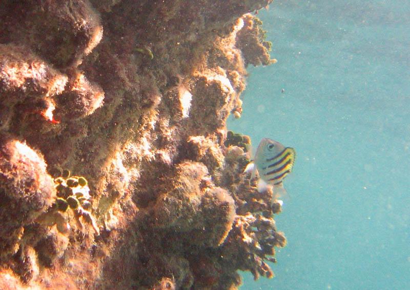 Under the old pier in Esperanza picture 11417