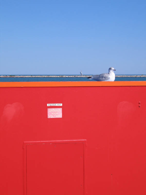 Seagull in Chicago (September 2007)