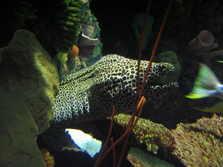 Moray eel (September 2007)