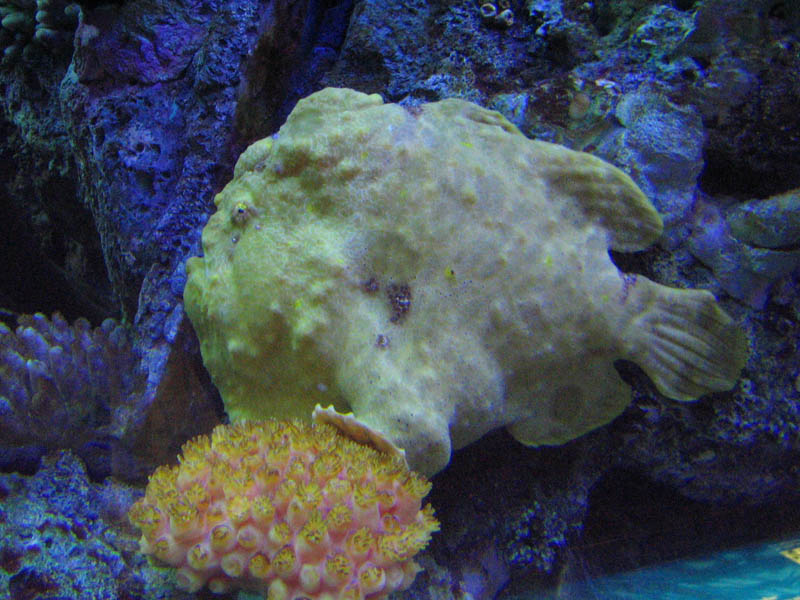 Yellow longlure frog-fish