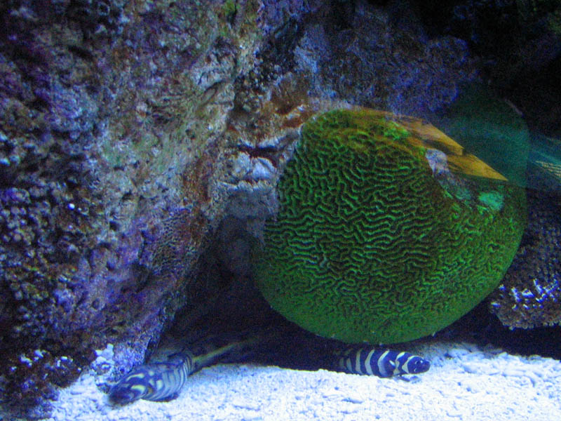 Eel under the braincoral