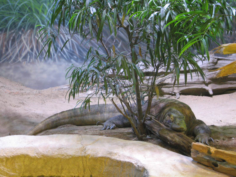 Komodo dragon - largest living lizard species