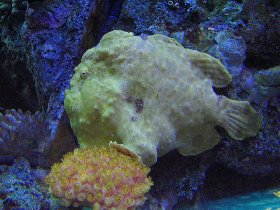 Yellow longlure frog-fish (September 2007) Yellow longlure frog-fish (September 2007)