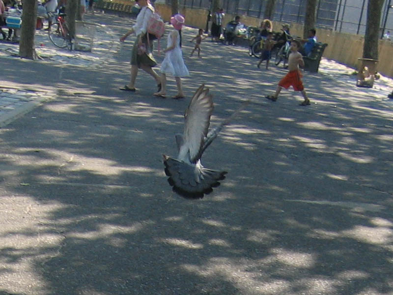 Jojo waited for the pigeon to take off (May 2007)