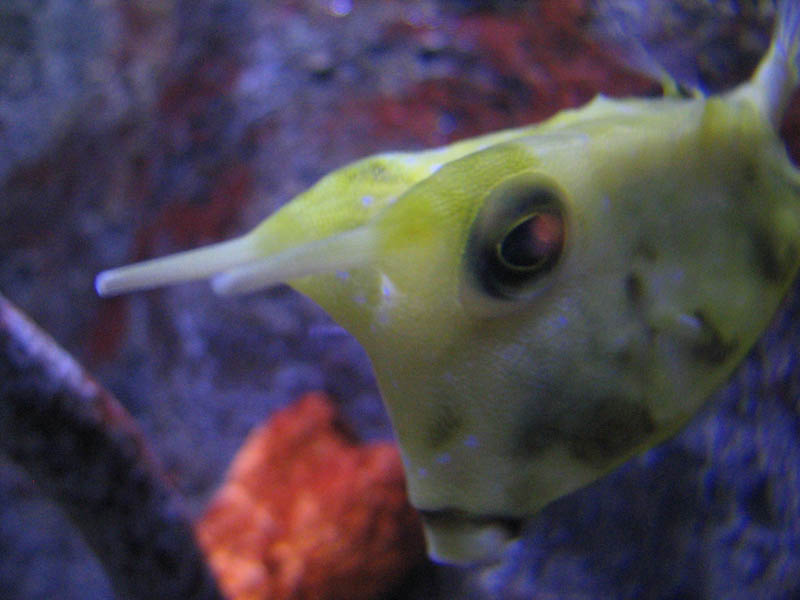 Longhorn Cowfish (Lactoria cornuta)