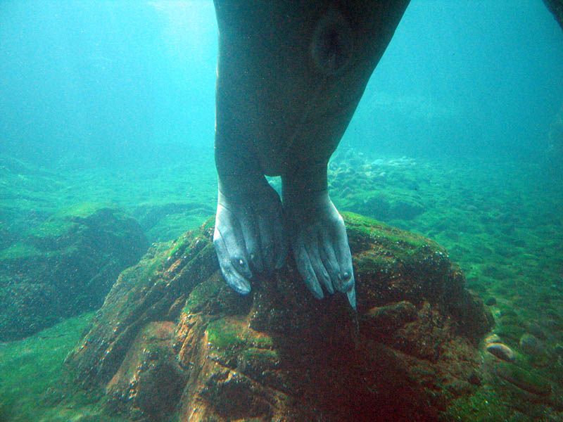 Walrus has nails on his feet/fins