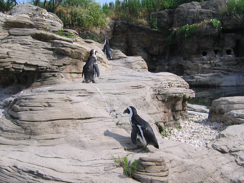 Coney Island Aquarium picture 13090