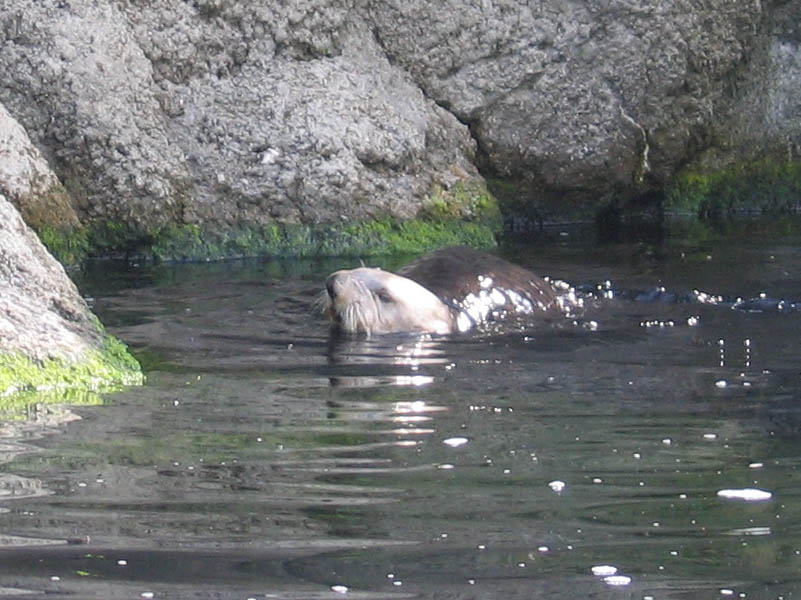 Sea otter