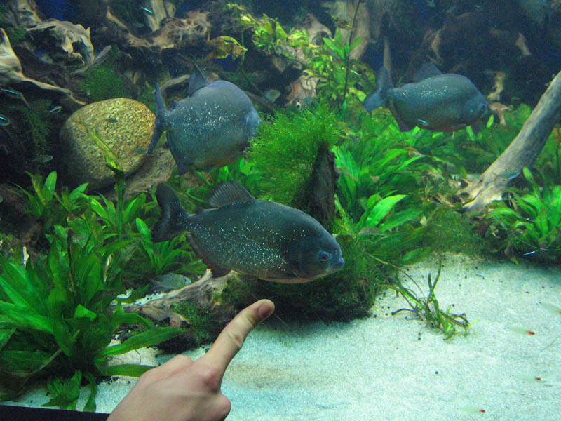 Coney Island Aquarium picture 13093