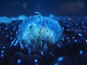 Flowerhat jelly (June 2007) Flowerhat jelly (June 2007)