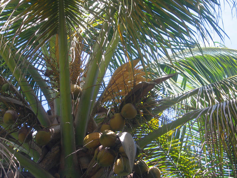 Blooming coconut palm