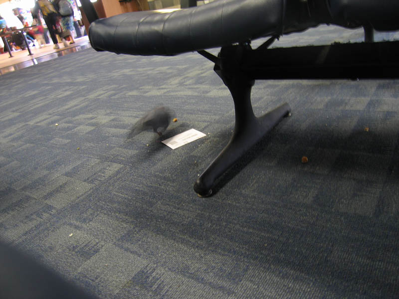 JFK airport - what's the pigeon doing here?