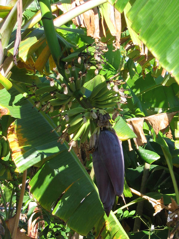 Neighbours' bananas - the violet is a bud (April 2007)