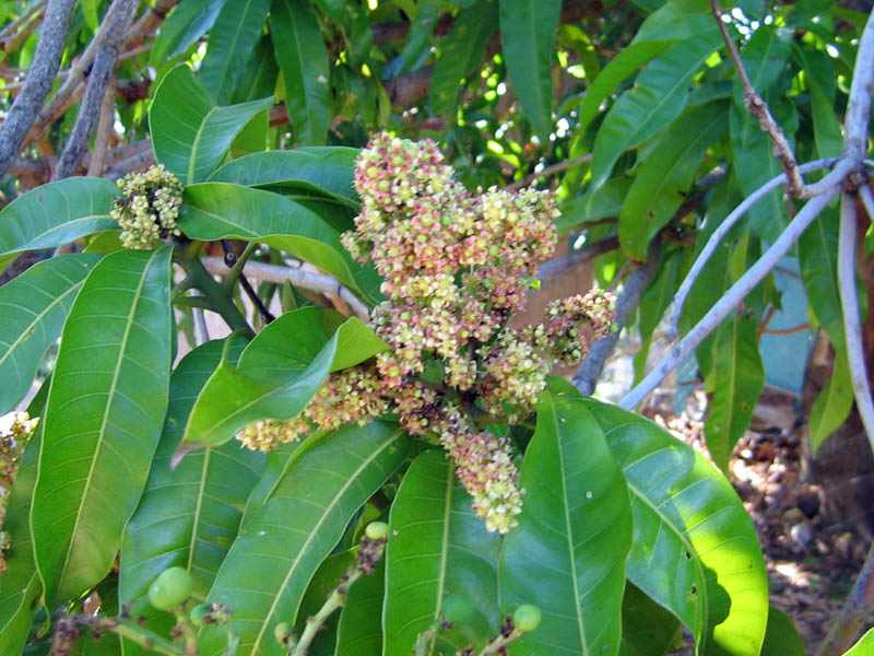 Blooming mango tree