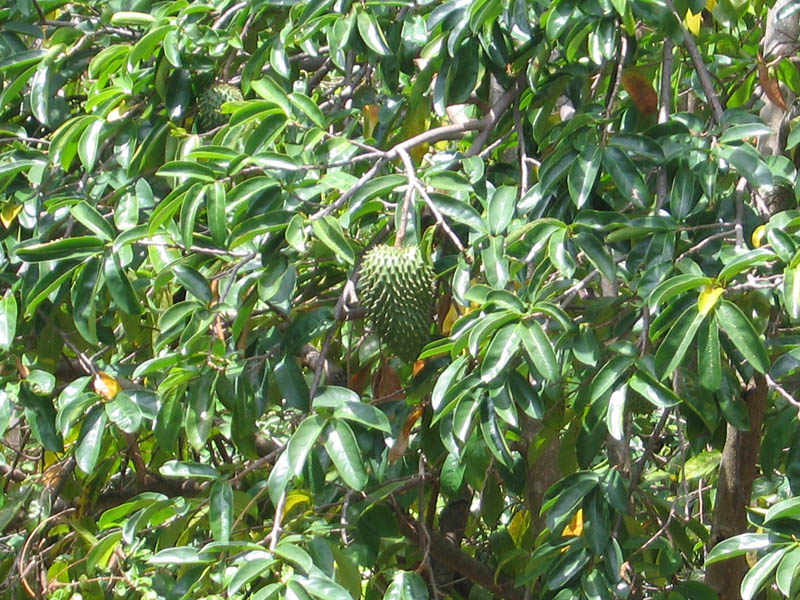 Sused z druhej strany pestuje aksi pichav tropick ovocie (guanabana)