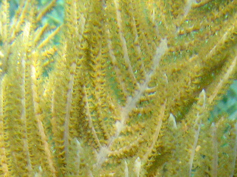 Close look to a sea-plume coral