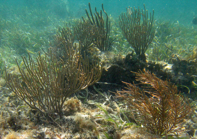 Corals, sea rods, sea plumes, and sponges in La Chiva picture 12823