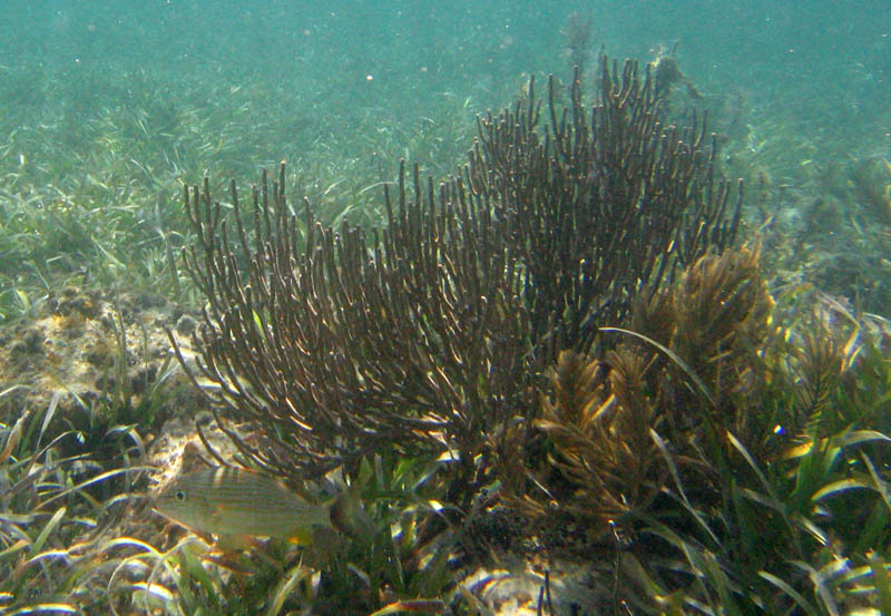 Corals, sea rods, sea plumes, and sponges in La Chiva picture 12614