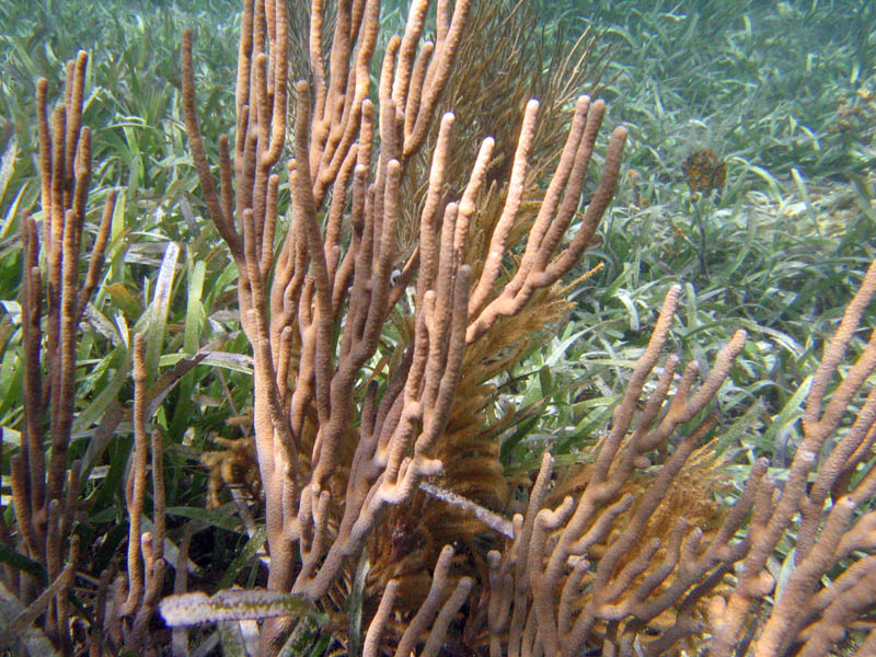 Corals, sea rods, sea plumes, and sponges in La Chiva picture 12824