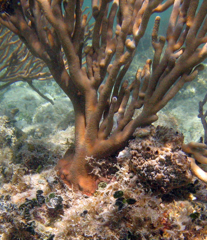 Detail of a coral 'root'