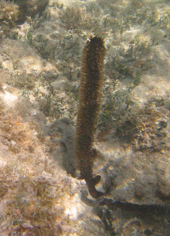 Pillar coral