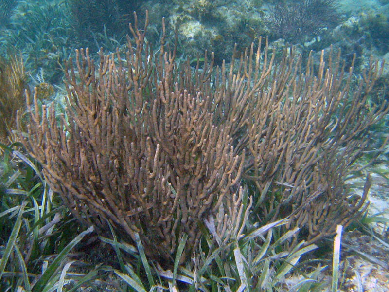 Coral forest under the surface