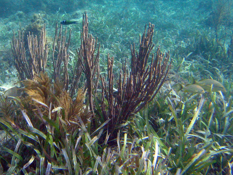 Corals, sea rods, sea plumes, and sponges in La Chiva picture 12828