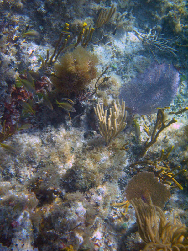 Sea bottom with all the coral-fish-sponge-etc stuff