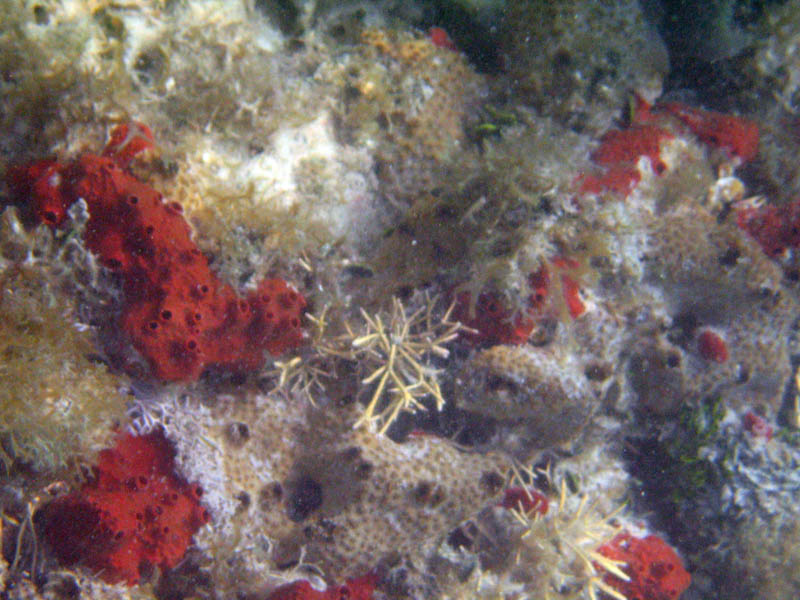 Jojo photographed red sponges