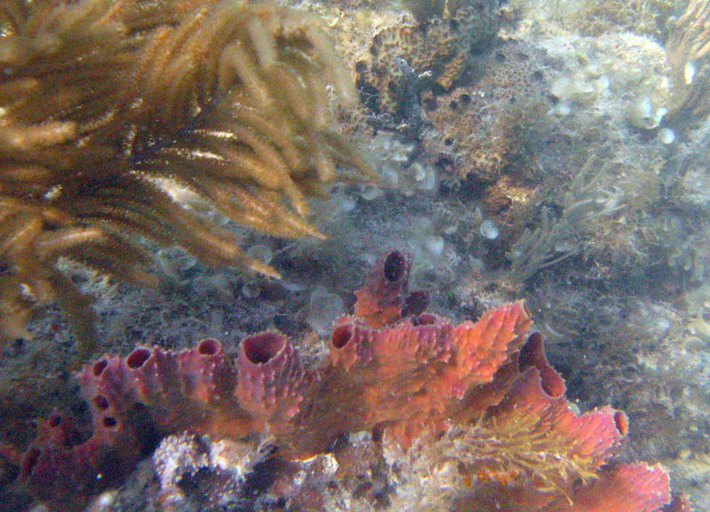 Corals, sea rods, sea plumes, and sponges in La Chiva picture 12832