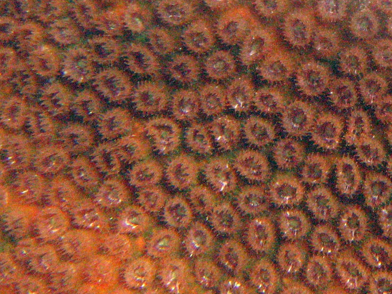 Corals, sea rods, sea plumes, and sponges in La Chiva picture 12833