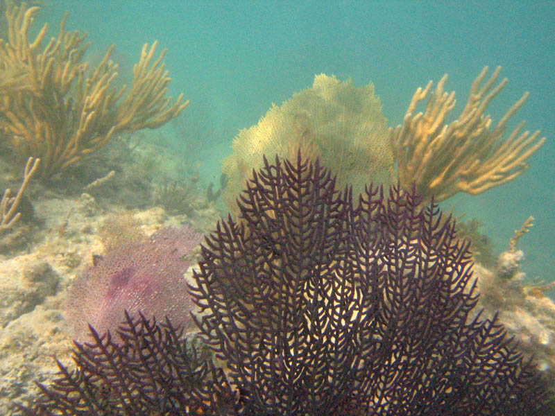 Corals, sea rods, sea plumes, and sponges in La Chiva picture 12834