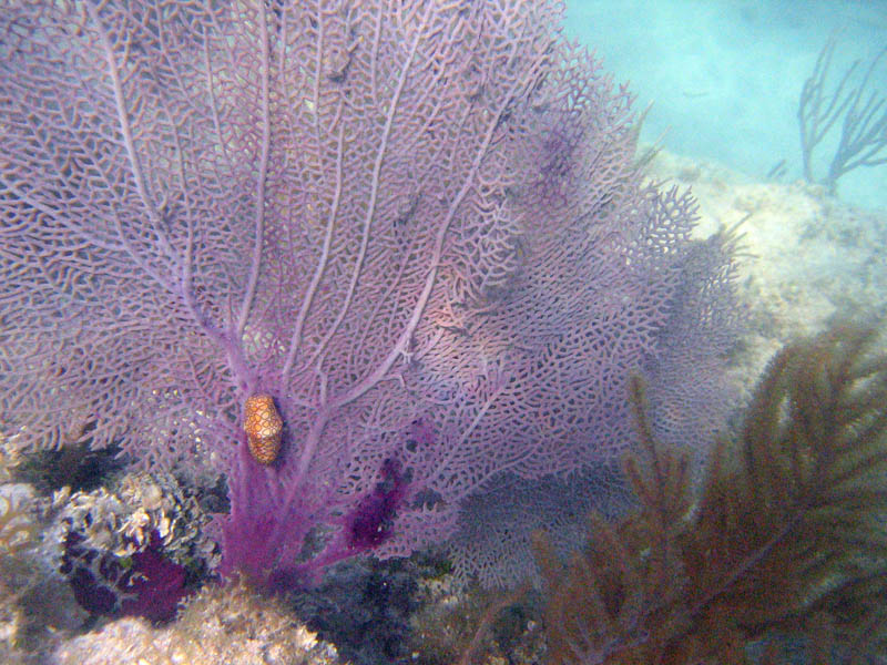 A flamingo tongue mollusc on the gorgonian coral