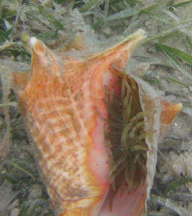 Giant anemone (Condylactis gigantea) in the shell of Queen conch (Strombus gigas)