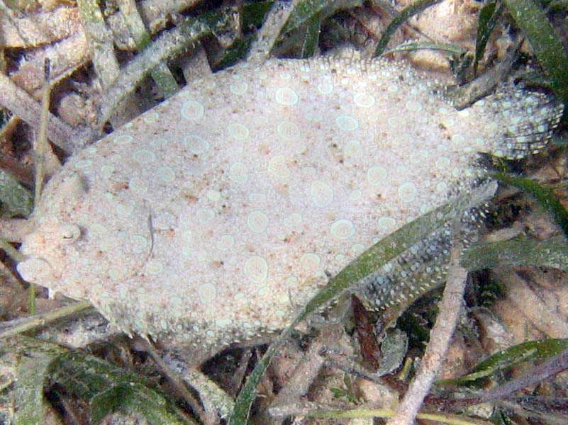 Plate fish - visible only when it leaves a rock