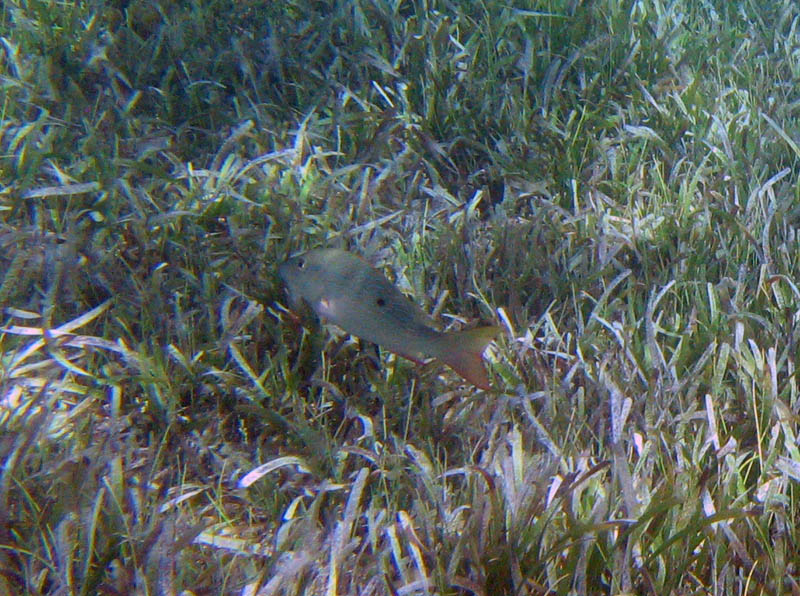 Fish in La Chiva picture 11984