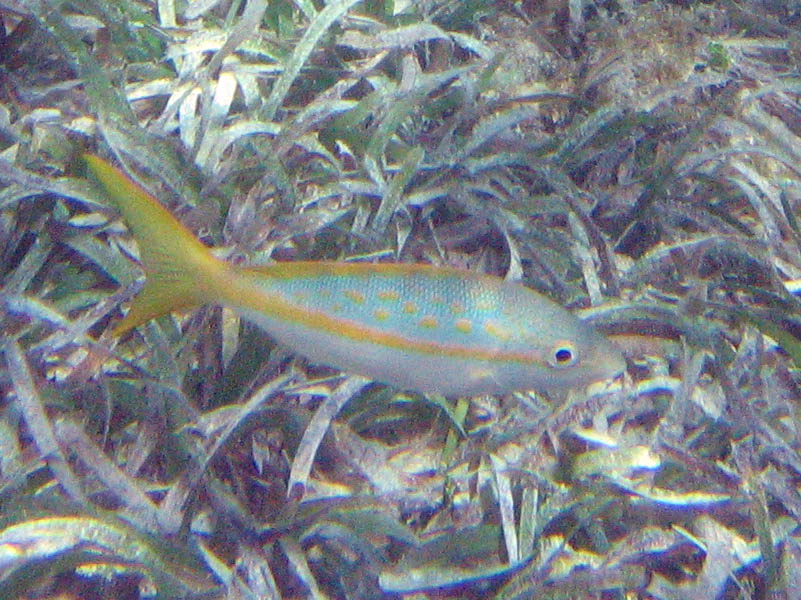 Fish in La Chiva picture 11992