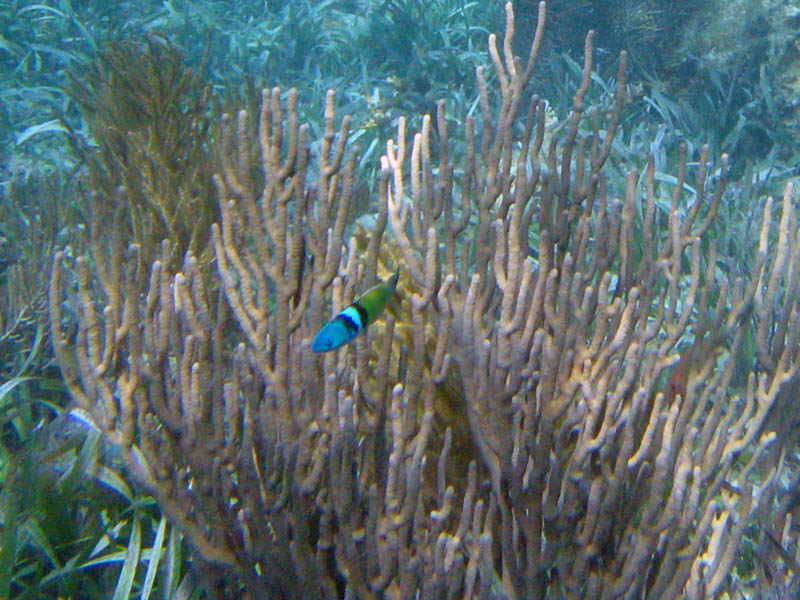 Rybka thalassoma bifasciatum pri korale rodu pseudoplexaura