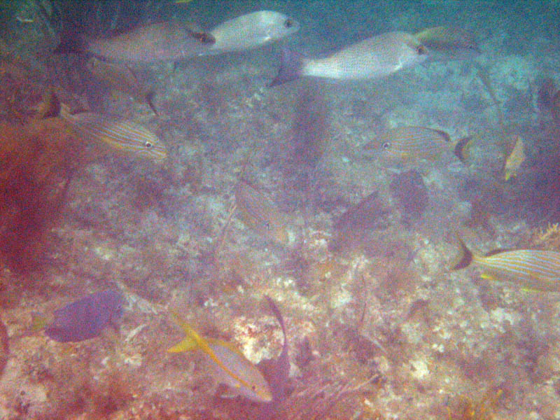 Today, we spotted a shoal of fish. Jojo took bunch of pictures. Unfortunately the light conditions were poor.