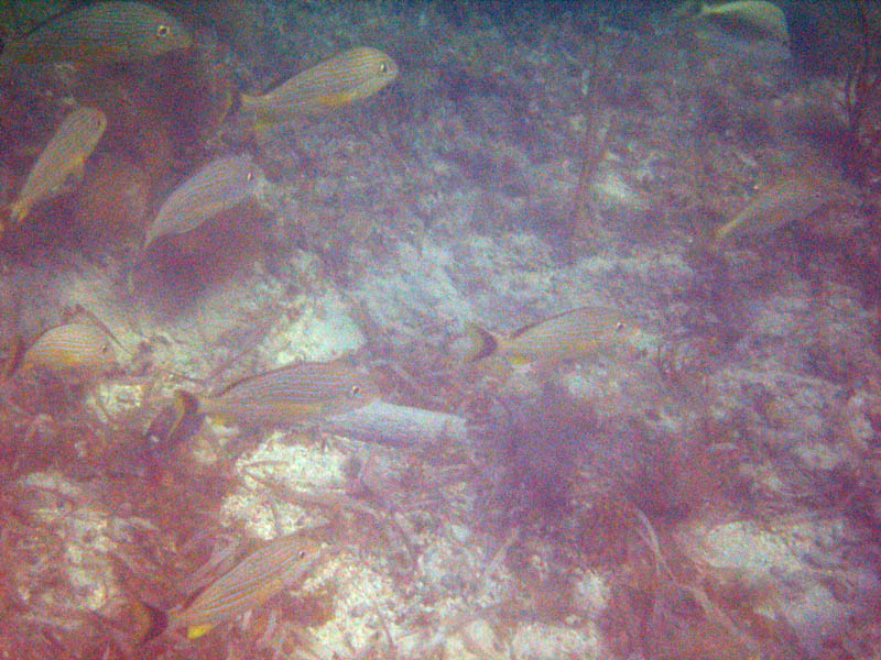 Fish in La Chiva picture 11998