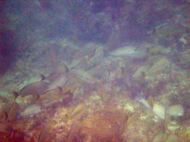 Fish in La Chiva picture 11999