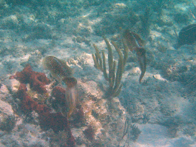 Under the sea surface picture 11723